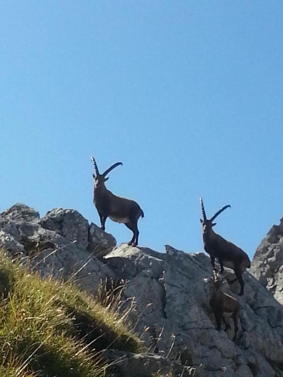 Haus Adrian Daire Wald am Arlberg Dış mekan fotoğraf